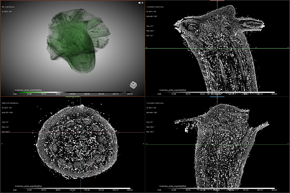 the picture is a visualisation of a CT scan data set of a biological sample, here: transition from stem to leaf
