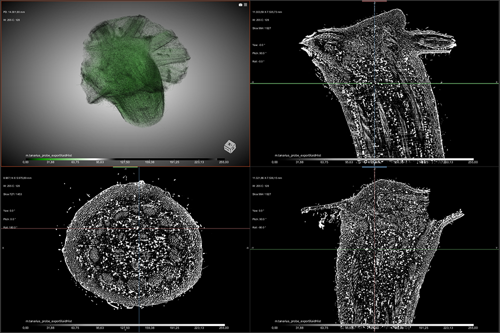 Das Bild zeigt die Visualisierung eines CT-Scan-Datensatzes einer biologischen Probe (Übergang vom Stiel zum Blatt).