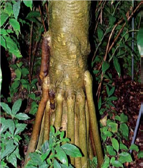 the photo shows aerial roots of Pandanus