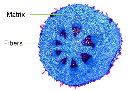 Microscopy image of the cross section of a stem 