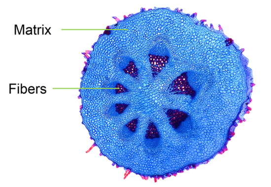 Microscopy image of the cross section of a stem
