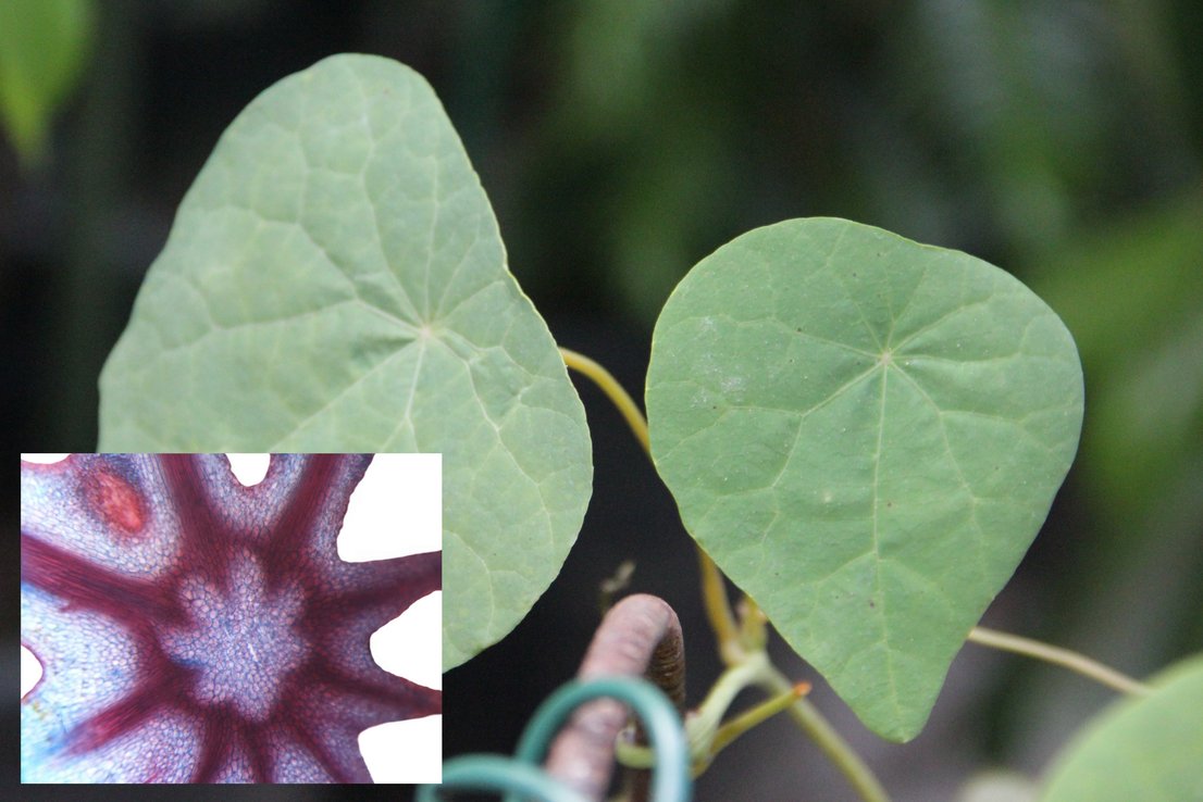 Das große Foto zeigt peltate Blätter von Stephania delavayi, ein kleines Bild den Querschnitt durch den Knotenpunkt von Blattstiel und Blattlamina (dies ist eine Mikroskopaufnahme)