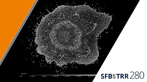 Methodologie zur Übertragung von Lastabtragsmechanismen aus der Natur auf Strukturen aus Carbonbeton, SFB TRR280 Methodologie zur Übertragung von Lastabtragsmechanismen aus der Natur auf Strukturen aus Carbonbeton, SFB TRR280
