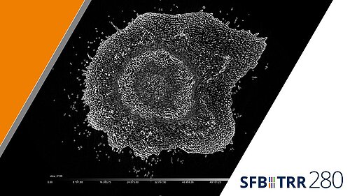 Methodologie zur Übertragung von Lastabtragsmechanismen aus der Natur auf Strukturen aus Carbonbeton, SFB TRR280